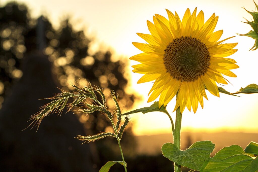 Foto einer Sonnenblume