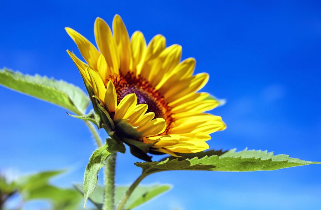 Foto einer Sonnenblume